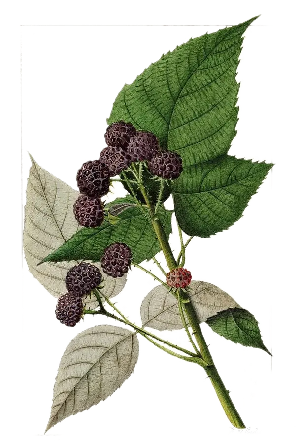 [Rubus	ideaus] Framboisier - 'Black Jewel' - NR (Conteneur 1,5l - 1 an)