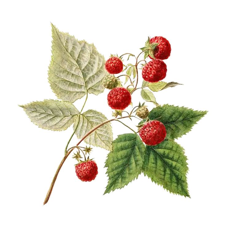 [Rubus	ideaus] Framboisier - 'Capitou' - NR (Conteneur 1,5l - 1 an)