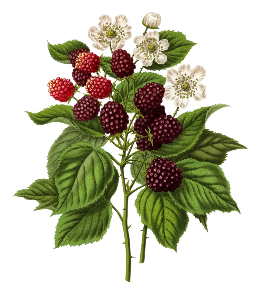[Rubus	ideaus] Framboisier - 'Glen Coe' - NR (Conteneur 1,5l - 1 an)