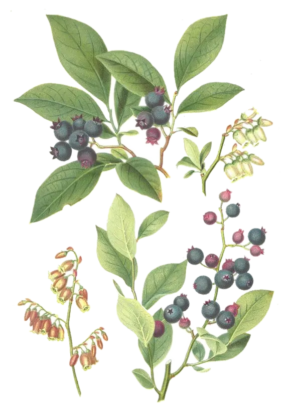 [Vaccinium	Asheï] Myrtille à œil de lapin - 'Centurion' (Conteneur 1,5l - 1 an)
