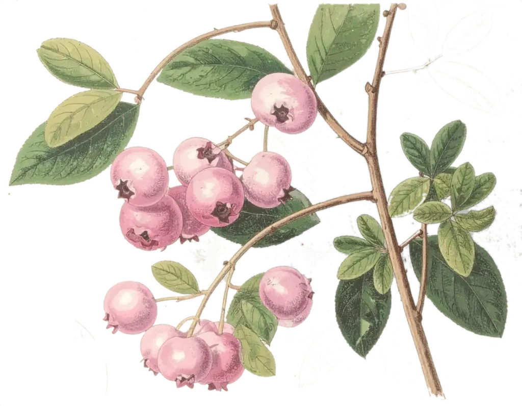 Myrtille à œil de lapin - 'Pink limonade '