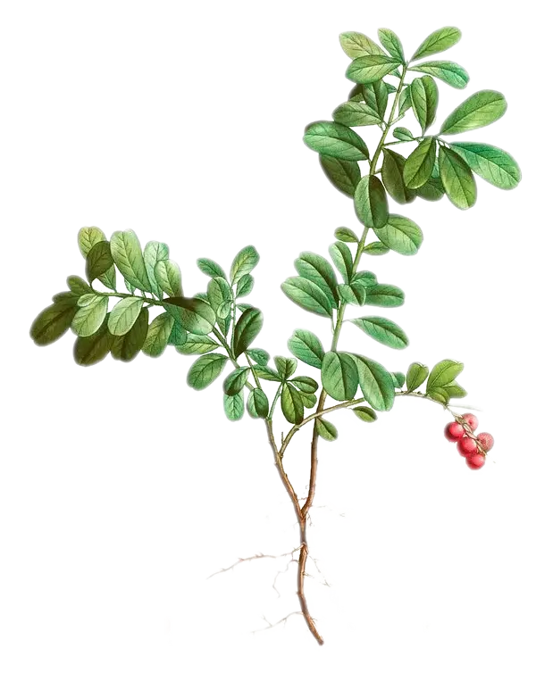 [Vaccinium	macrocarpon] Canneberge - 'Early Black' (Conteneur 1,5l - 1 an)