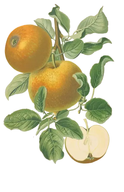 Pommier - 'Court pendu gris du limousin'