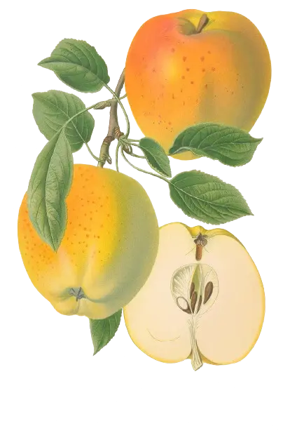 Pommier - 'Chaux' (Franc (Bittenfelder), Scion 1 an)