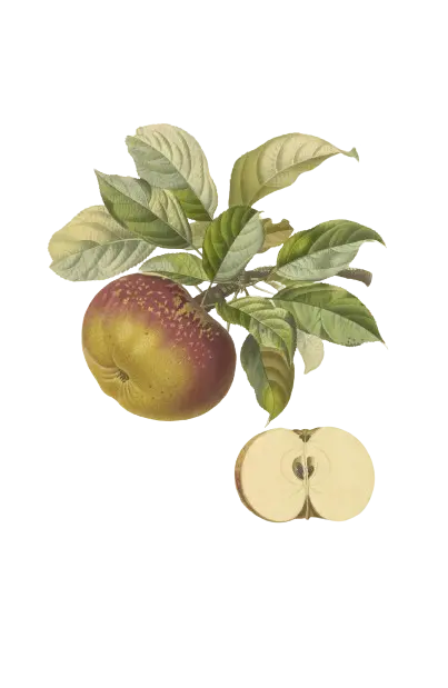 Pommier - 'Chailleux' (Franc (Bittenfelder), Scion 1 an)