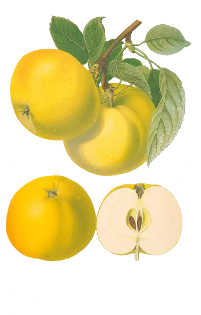 Pommier - 'Calville du Roi'