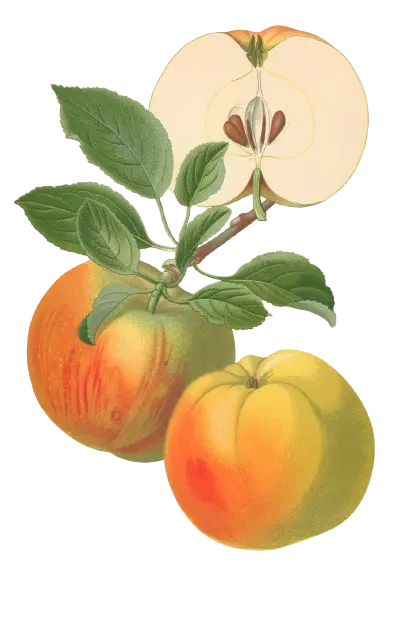 Pommier - 'Belle de Pontoise' (Franc (Bittenfelder), Scion 1 an)