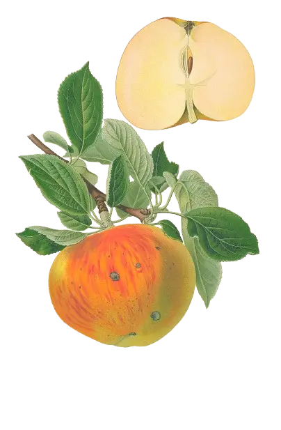 Pommier - 'Belle limousine (Franc (Bittenfelder), Scion 1 an)