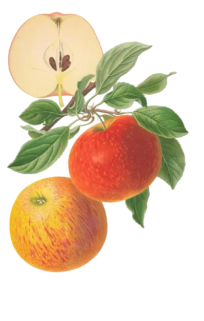 Pommier - 'Cox's Orange pippin' (Franc (Bittenfelder), Scion 1 an)