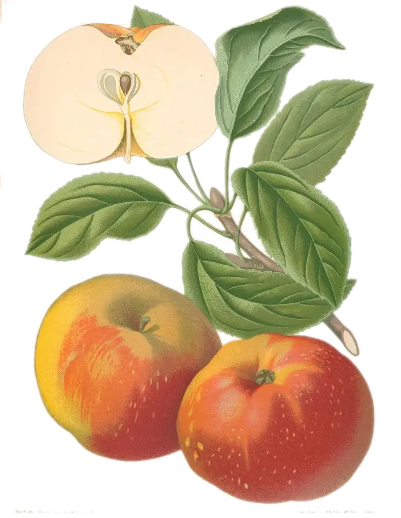 Pommier - 'Croque'