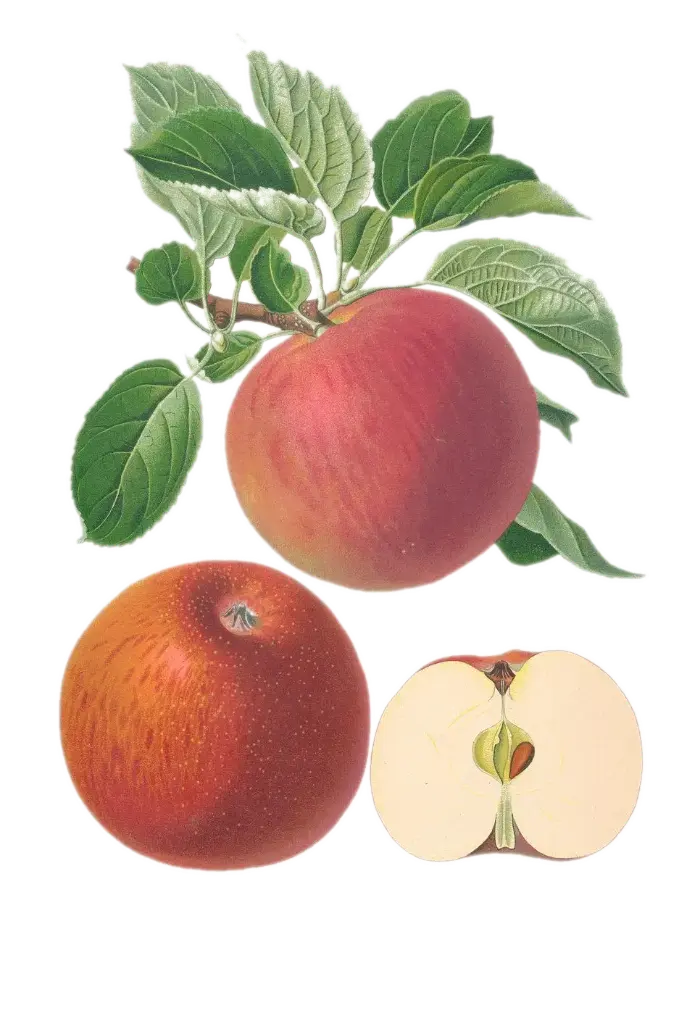 Pommier - 'Lanterne rouge' (Rambour d'Hiver)