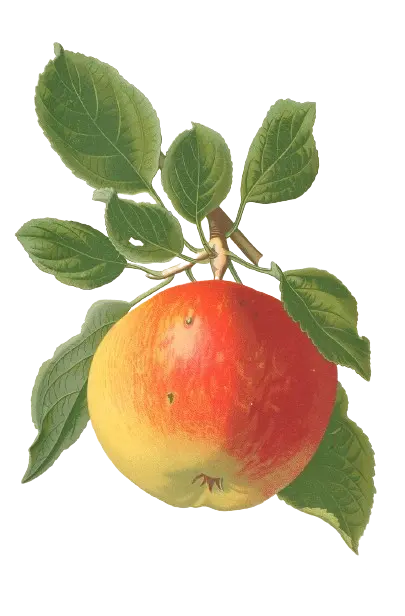 Pommier - 'Grand Alexandre' (Franc (Bittenfelder), Scion 1 an)