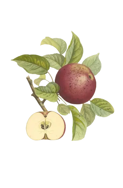 Pommier - 'Macoun'