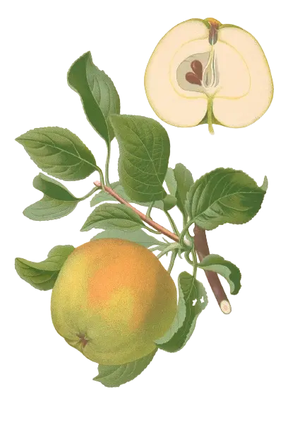 Pommier - 'Museau de Lièvre blanc' (Franc (Bittenfelder), Scion 1 an)