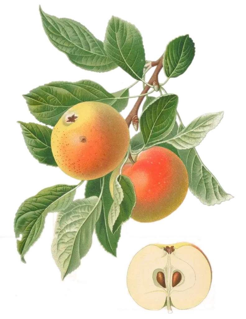 Pommier - 'Pierre' ou 'Belle des Buits'