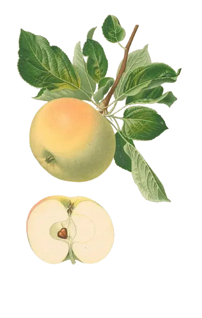 Pommier - 'Pineau'