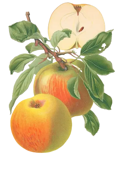 Pommier - 'Reine des Reinettes'