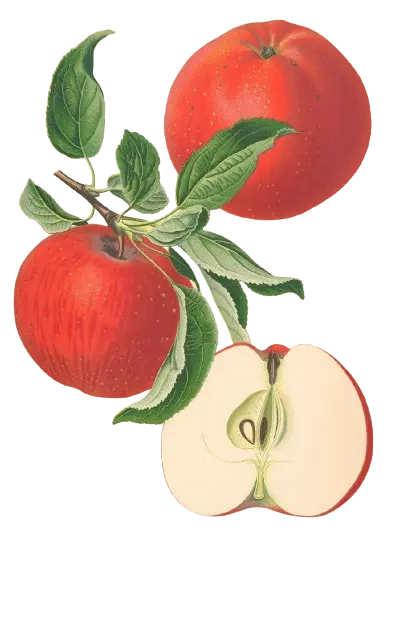 Pommier - 'Rojota' (Franc (Bittenfelder), Scion 1 an)
