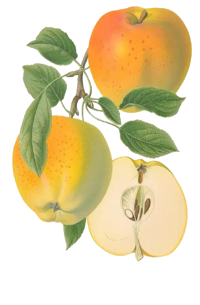Pommier - 'Sainte Germaine' (Franc (Bittenfelder), Scion 1 an)