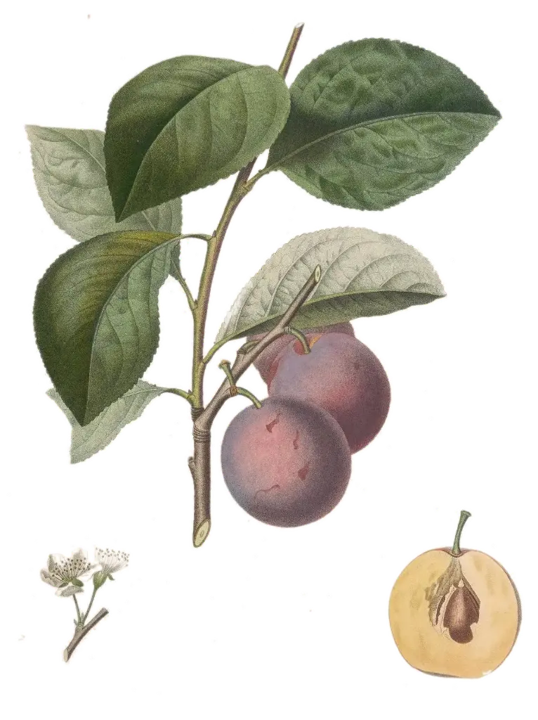 [Prunus domestica] Prunier - 'Anna Späth'