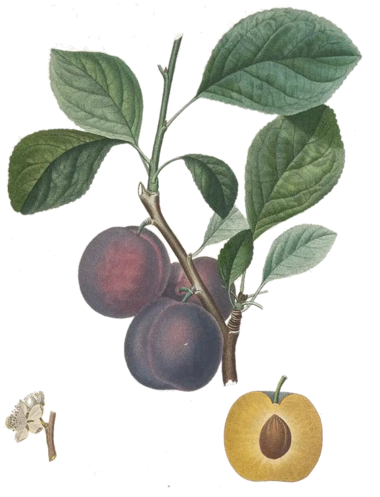 [Prunus domestica] Prunier - 'Bleu de Belgique'