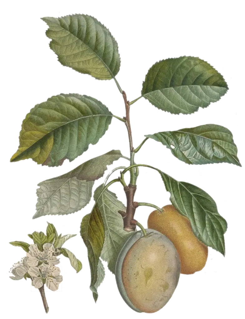 [Prunus domestica] Prunier - 'Coe’s Golden Drop'
