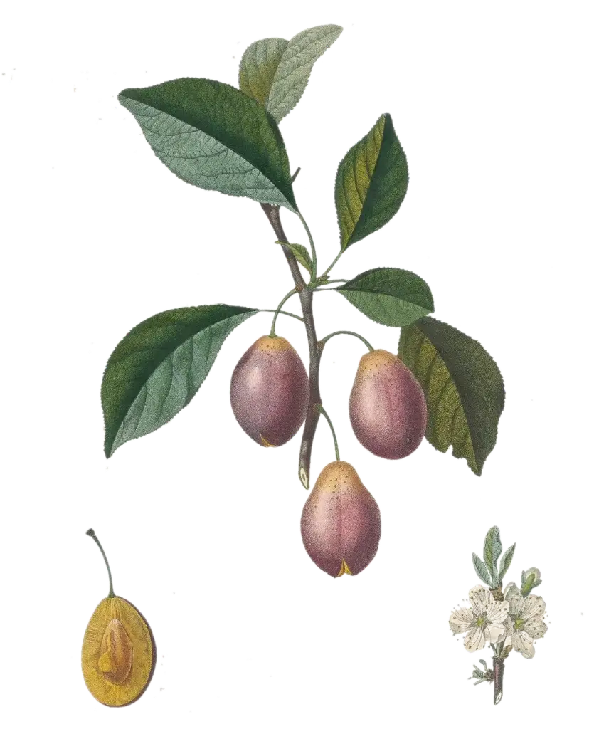 [Prunus domestica] Prunier - 'Datil'