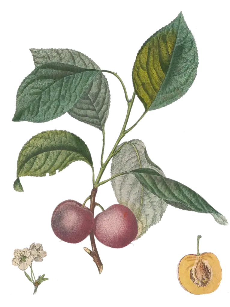[Prunus domestica] Prunier - 'Madame Bonnard'