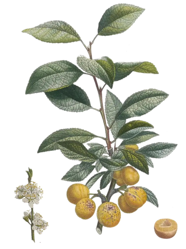 [Prunus domestica] Prunier - 'Mirabelle de Nancy'