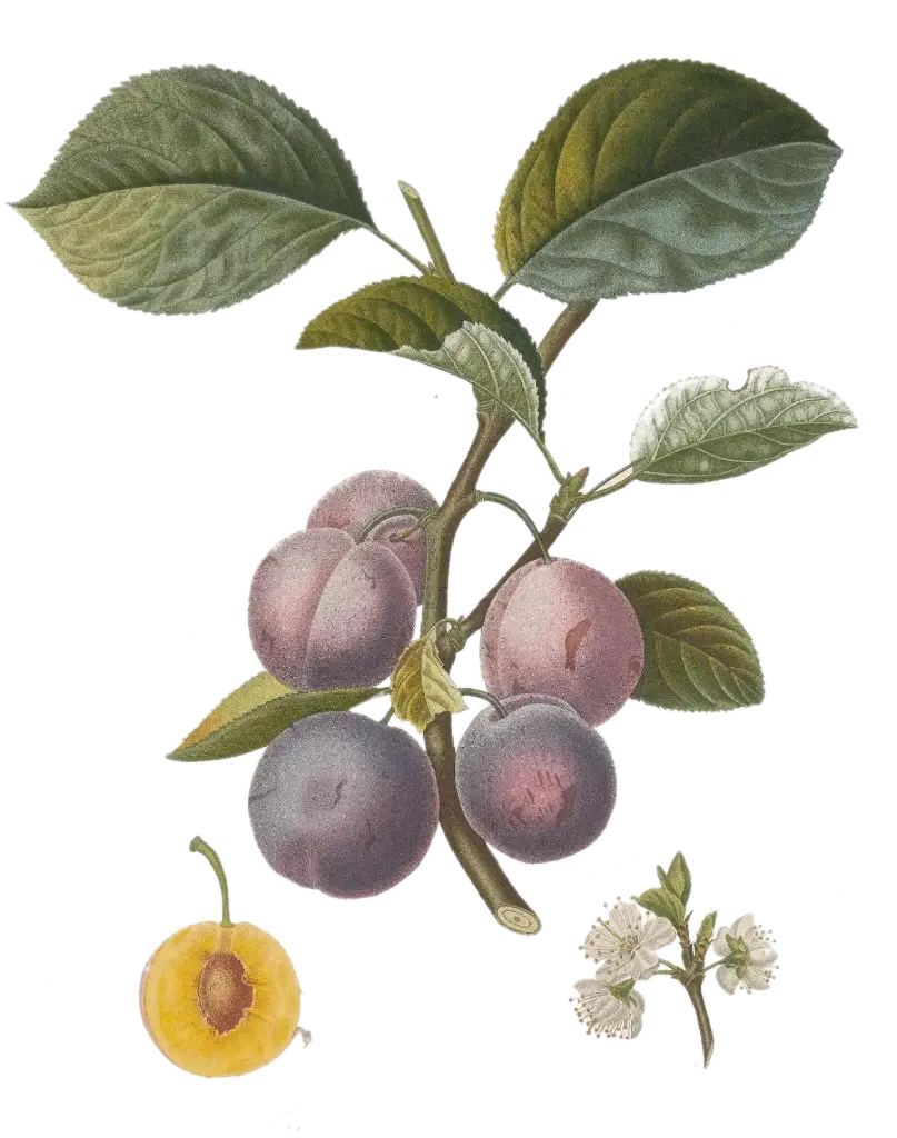 [Prunus domestica] Prunier - 'Pedrigone de Trescléoux'