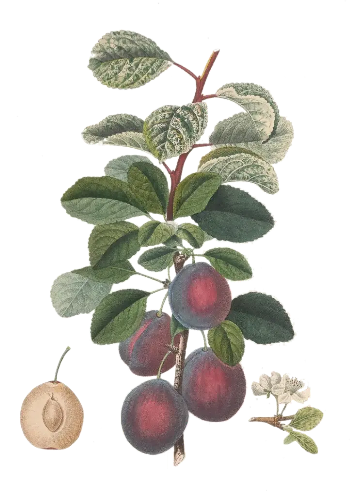 [Prunus domestica] Prunier - 'Prince d’Englebert'