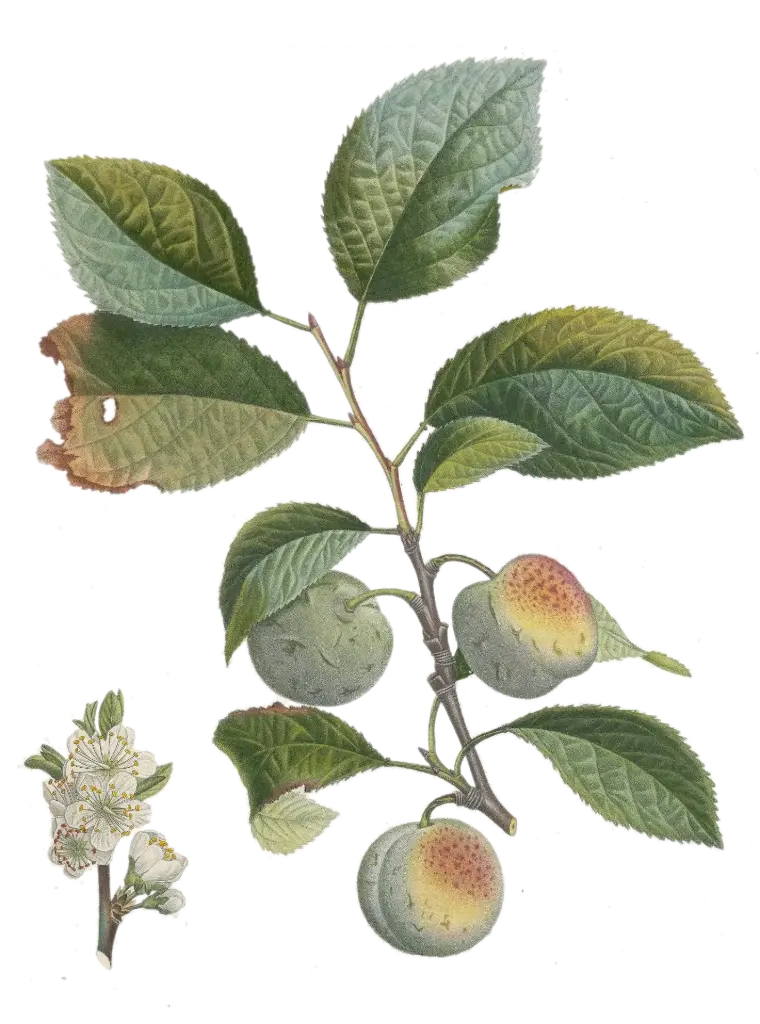 [Prunus domestica] Prunier - 'Reine Claude Diaphane'