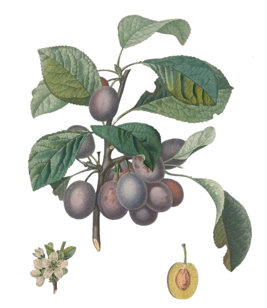 [Prunus domestica] Prunier - 'Saint Antonin'