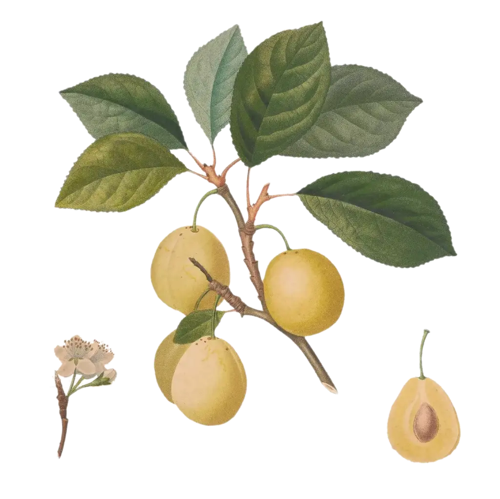[Prunus domestica] Prunier - 'Sainte Catherine'