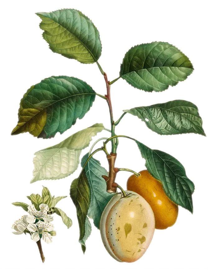 [Prunus domestica] Prunier - 'Thames Cross'