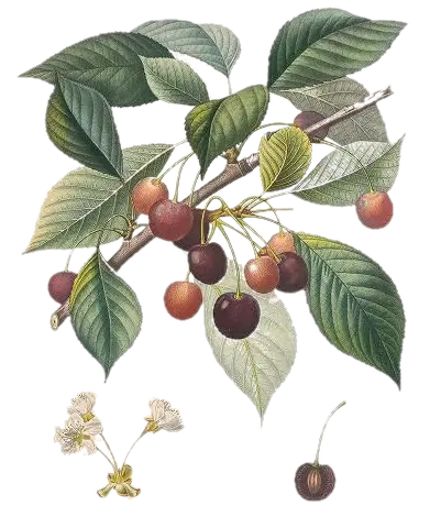 Cerisier - 'Lapins'