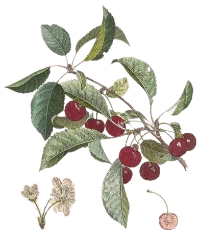 [Prunus avium] Cerisier - 'Marmotte'