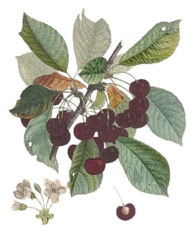 [Prunus avium] Cerisier - 'Moreau'