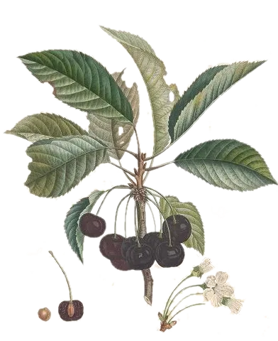 [Prunus avium] Cerisier - 'Noir de Meched'