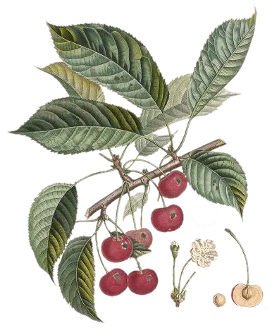 [Prunus avium] Cerisier - 'Pélissier'
