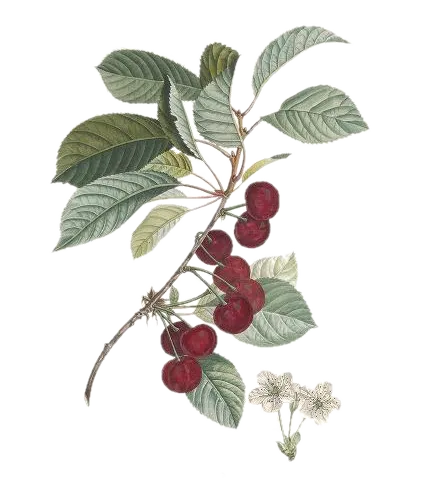 [Prunus avium] Cerisier - 'Reverchon'