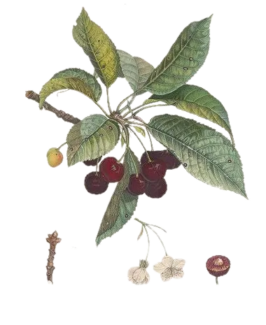 [Prunus avium] Cerisier - 'Stark Hardy Giant'