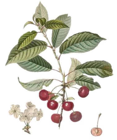 [Prunus avium] Cerisier - 'Sunburst'