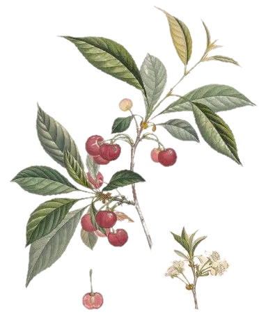 Cerisier - 'Sylvia'