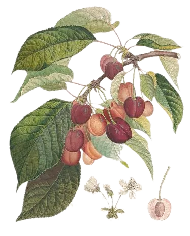 [Prunus avium] Cerisier - 'Tardif de Vignola'