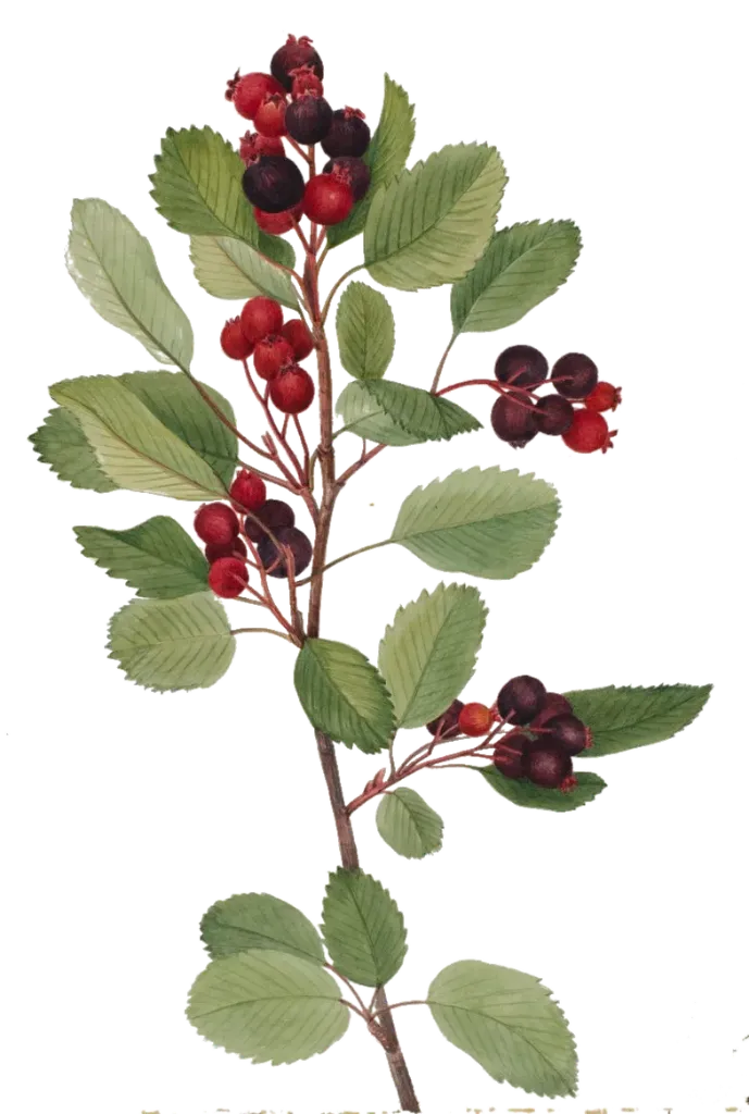 [Amelanchier alnifolia] Amélanchier  - 'Krasnojarskaja' (Conteneur 1,5l - 1 an)