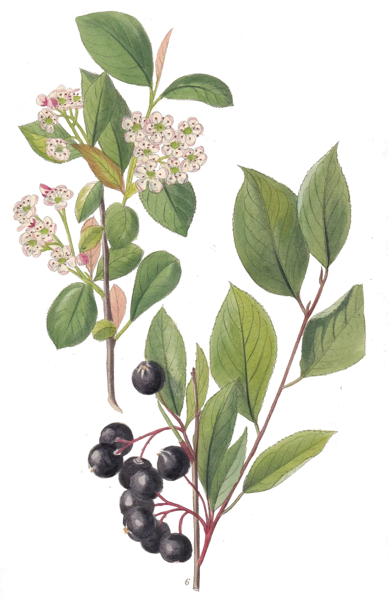 [Aronia prunifolia] Aronie  - 'Brilliant' (Conteneur 1,5l - 1 an)