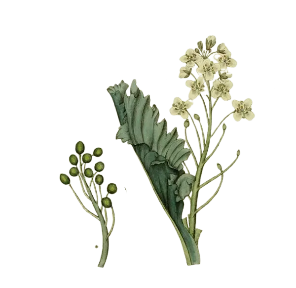 [Crambe	maritima] Chou maritime - Carambe (Conteneur 1,5l - 1 an)