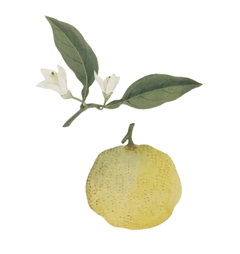 [Citrus] Citronnier Yuzu (Conteneur 1,5l - 1 an)