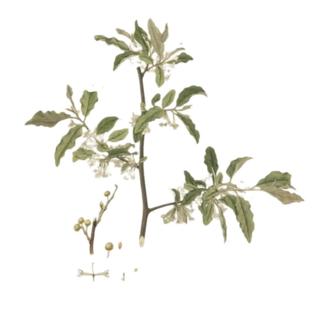 [Elaeagnus	umbellata] Chalef d'automne  - 'Fortunella'  (Conteneur 1,5l - 1 an)